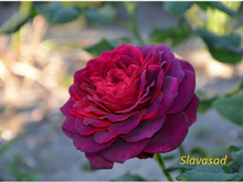 Gräfin Diana (Графіня Діана) (Мультифлора)